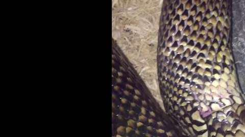 La reacción de la serpiente responde a que se siente incómoda.