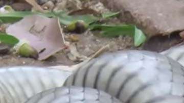 La batalla de las serpientes fue campal.