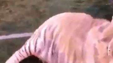 Este tigre sabe cómo mover la pelota.