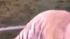 Este tigre sabe cómo mover la pelota.