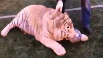 Este tigre sabe cómo mover la pelota.