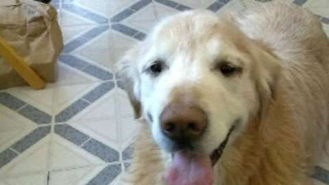 Toby intentó alertar sobre la salud de su dueño, pero lamentablemente éste murió poco después de que le llevaran al hospital.