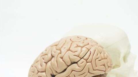 Hay tres redes neuronales relacionadas con las habilidades creativas.