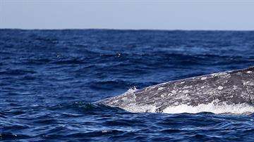Avistamiento de Ballena Gris.  /EFE