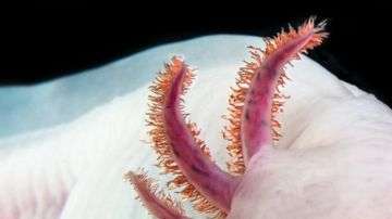 El ajolote tiene el genoma más grande que se ha secuenciado hasta ahora, 10 veces más grande que el  humano.