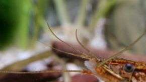 Una sola hembra de acuario dio lugar a toda una nueva especie.