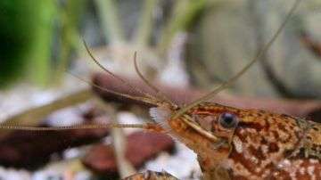 Una sola hembra de acuario dio lugar a toda una nueva especie.