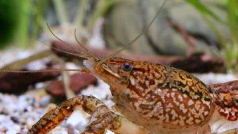 Una sola hembra de acuario dio lugar a toda una nueva especie.