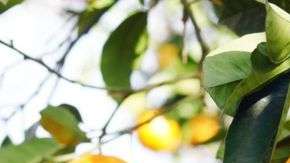 Los cítricos se originaron hace unos 8 millones del año en las estribaciones del Himalaya.