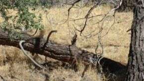 El avión se estrelló en el cañón Los Gatos, en el centro del estado de California, mientras volaba hacia la frontera con México.