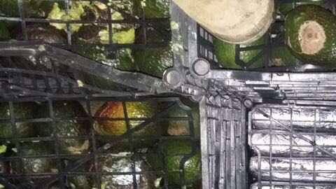 Droga escondida en cargamento de aguacates. Twitter