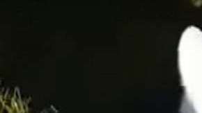 Un conejo casi fue cazado por el perro en el estadio CAP de Talcahuano en Chile.