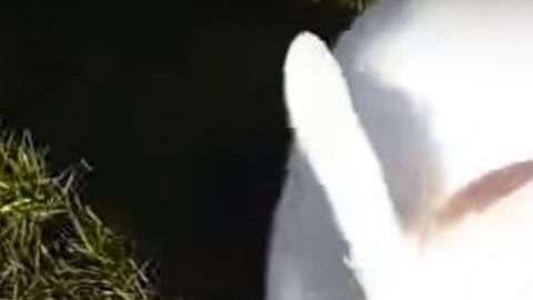 Un conejo casi fue cazado por el perro en el estadio CAP de Talcahuano en Chile.