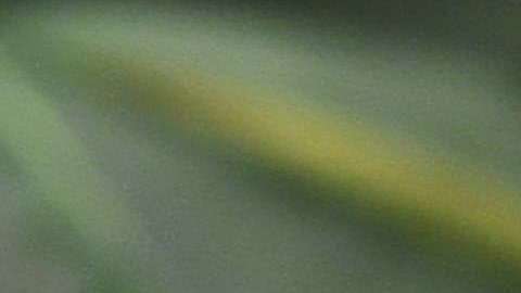 Plantíos de marihuana.