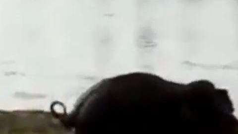 El elefante estaba enloquecido.