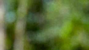 Julio Bell se convirtió en el golfista más famoso del mundo por un día... por las razones equivocadas.