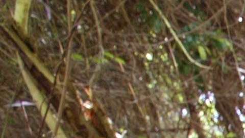 Cobraban cerca de 5,400 por cruzar a cada indocumentado