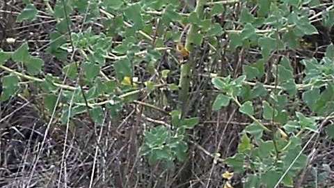 El agente fue asesinado en Van Horn (Texas)