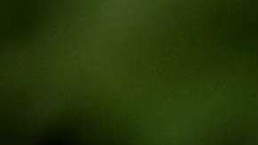 Jared Kushner, esposo de Ivanka Trump.