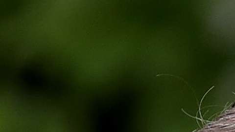 Jared Kushner, esposo de Ivanka Trump.