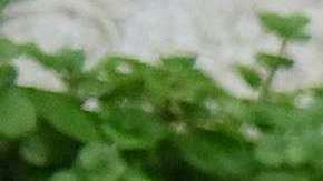 La Agencia de Protección del Medio Ambiental (EPA) no podría evaluar el impacto medioambiental de un proyecto de forma independiente