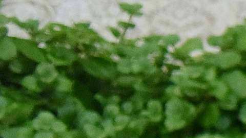 La Agencia de Protección del Medio Ambiental (EPA) no podría evaluar el impacto medioambiental de un proyecto de forma independiente