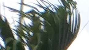 Estudiantes de Hialeah (Florida) se sumaron a las protestas contra las armas. Foto: proporcionada