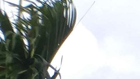 Estudiantes de Hialeah (Florida) se sumaron a las protestas contra las armas. Foto: proporcionada