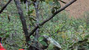 Fosas clandestinas en México.