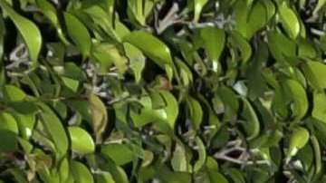 La pareja recién celebró su primer año de relación.