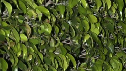 La pareja recién celebró su primer año de relación.