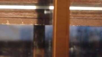 La marmota Chuck predijo una primavera temprana.