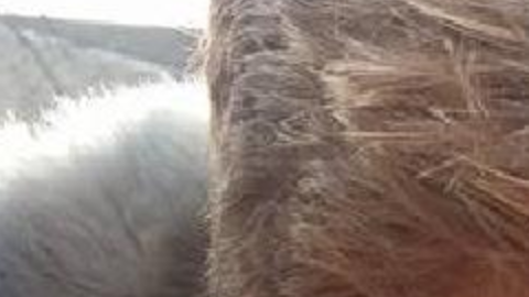 Una adolescente fue obligada a cortarse el pelo por parte de su padre y su madrastra.