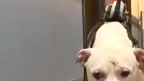 Perro sufre terrible accidente ferroviario pero se recupera rápidamente.