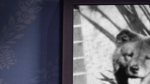 El perro de Walt Disney.