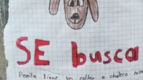 Se busca perrita