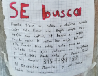 Se busca perrita