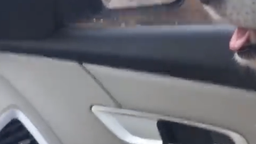 Un perro rescatado se muestra así de agradecido por su nueva vida.