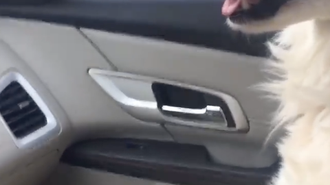 Un perro rescatado se muestra así de agradecido por su nueva vida.