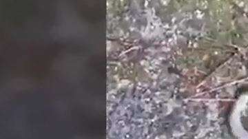 Las cabezas de este reptil se encontraban a los extremos.