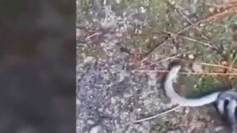 Las cabezas de este reptil se encontraban a los extremos.