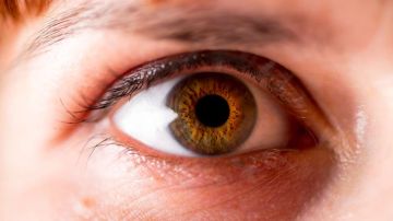 Sus algoritmos pueden analizar la retina de un paciente en busca de síntomas de enfermedades.