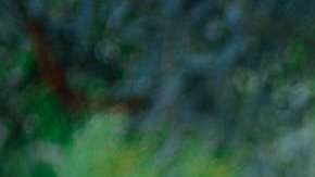 Un "feroz" tigre estaba en una granja de Escocia. Imagen ilustrativa.