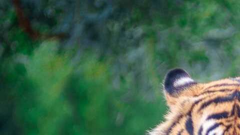 Un "feroz" tigre estaba en una granja de Escocia. Imagen ilustrativa.