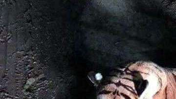 Alguien decidió dejar en la calle al tigre de peluche.