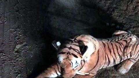 Alguien decidió dejar en la calle al tigre de peluche.