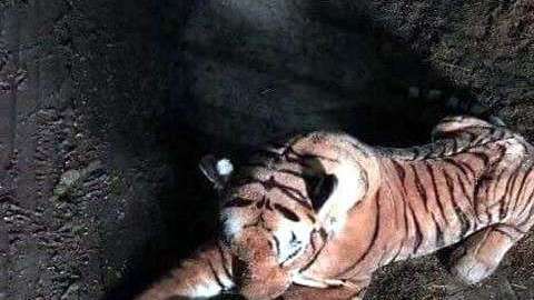 Alguien decidió dejar en la calle al tigre de peluche.