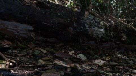 Un año después, de la hoguera que se cobró la vida de Vilma Trujillo, nada más quedan algunas ramas quemadas y una cuerda deshilachada. (Foto: BBC/Carlos Herrera)