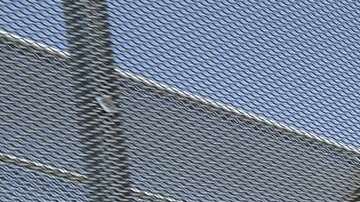 Los indocumentados son obligados a trabajar largas horas por cerca de 1 dólar el día