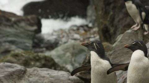 El ecosistema de estas islas representa un hábitat inigualable para pingüinos de penacho amarillo como estos.